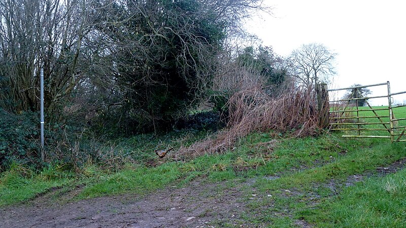 File:Footpath north from Stowe Lane - geograph.org.uk - 4809073.jpg