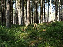 Forest near the Große Bode 10.jpg 78893874 6 554 20190601074158