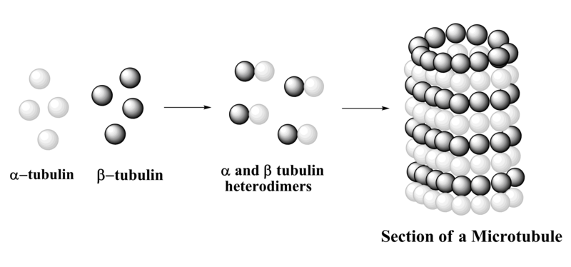 File:Formation of Microtubule.png