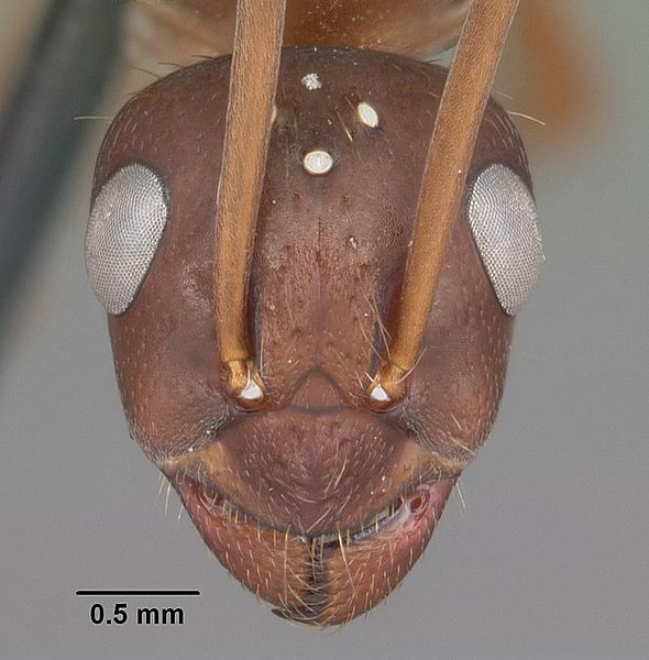 File:Formica archboldi casent0103924 head 1.jpg