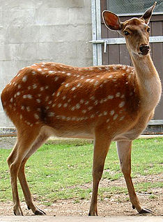 Formosan sika deer Subspecies of deer