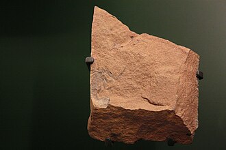 Fossile de scorpion, daté du carbonifère supérieur.