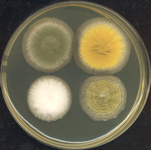 Four Aspergillus colonies grown at 37 °C for three days on rich media: The bottom two are A. oryzae strains.