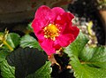 Fragaria 'Pretty in Rose'