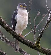 Un épervier de Frances mâle dans le parc national de Masoala, au nord de Madagascar.