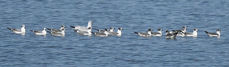 File:Franklin's Gulls (and a Ring-billed Gull) - 52424668662.jpg