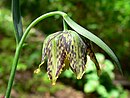 Bloem van Fritillaria affinis