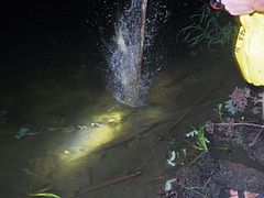 Frog gigging at night by a pond using a flashlight and a homemade frog gig. Frog gig hitting water.jpg
