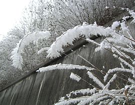 Rime on grasses