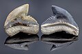 Fósiles de dientes de tiburón tigre (Galeocerdo aduncus), Zuber, Florida, Estados Unidos, 2021-01-19, DD 105-144 FS.jpg