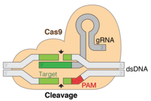 The CRISPR-Cas9 gene editing mechanism. Cas9 cleaves dsDNA upstream (5') of the PAM site (red), and the gRNA provides a template for repair. GRNA-Cas9.png