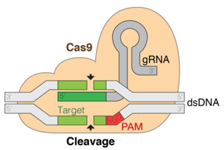 CRISPR gene editing Gene editing method