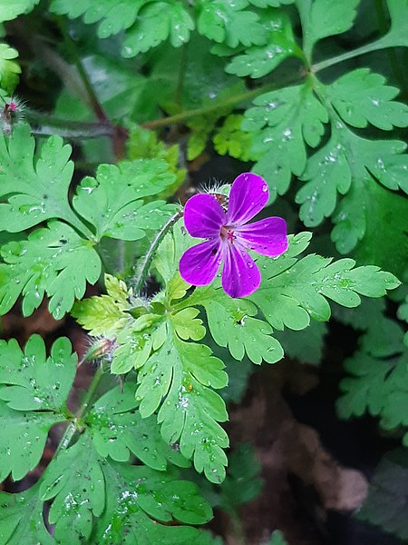 File:GT Herb Robert.jpg