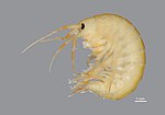 Miniatura para Gammarus desperatus