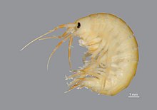 Gammarus verzweifatus 7544814.jpg