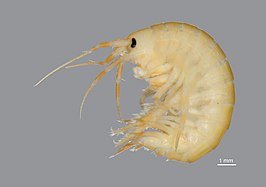 Gammarus desperatus