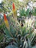 Miniatura para Aloe petricola