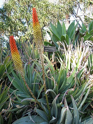 <i>Aloe petricola</i> Species of succulent