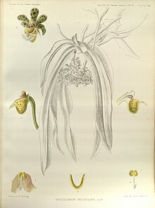 Gastrochilus calceolaris (Saccolabium calceolare olarak) - Sikkim-Himalaya Orkideleri pl 300 (1889) .jpg