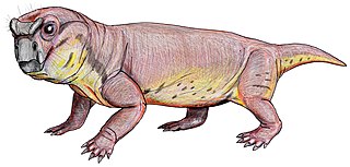 <i>Geikia</i> genus of mammals (fossil)