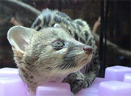 Tập_tin:Genet.jpg