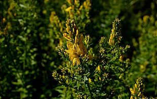 Blomstrende skud af Farve-Visse.