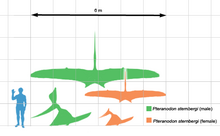 PDF] Comments on the Pteranodontidae (Pterosauria, Pterodactyloidea) with  the description of two new species.