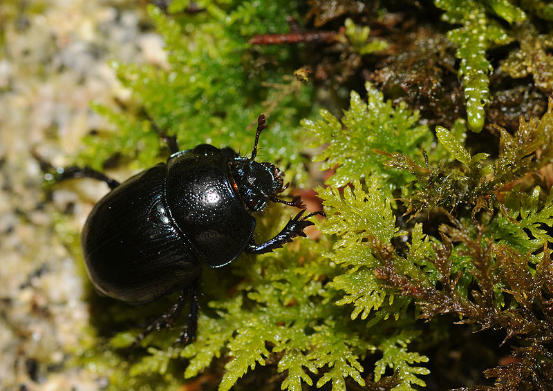 File:Geotrupes stercorarius (6).jpg