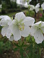 Geranium pratense