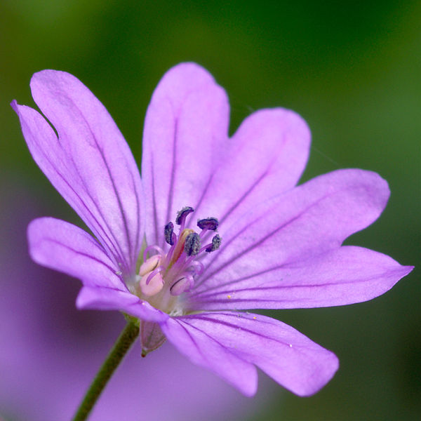 File:Geranium pyrenaicum flower close-up.jpg