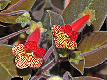 Gesneriaceae - Kohleria amabilis var.  bogotensis.JPG