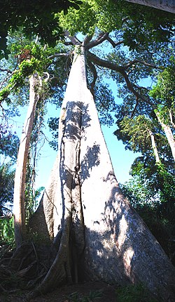 Giant Lupuna tree vertical panorama.jpg