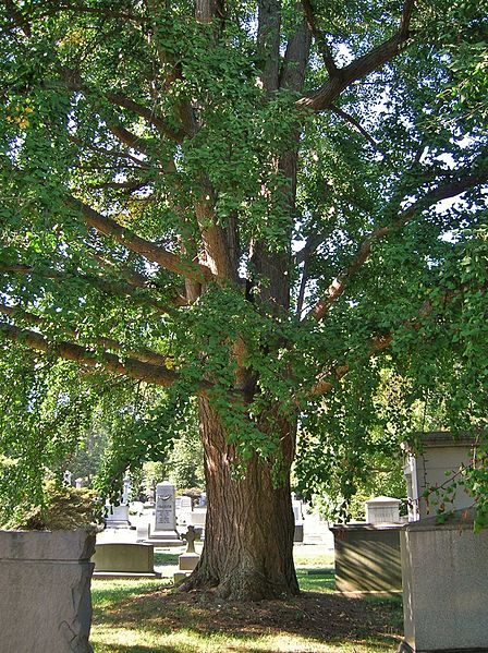File:Ginkgo Tree, Green-Wood Cemetery, Brooklyn, NY - September 19, 2015.jpg