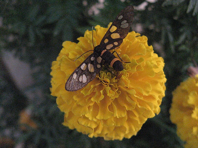 File:Golden Flower and Bee.jpg