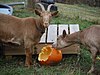 Golden Guernsey kambing makan pumpkin.jpg