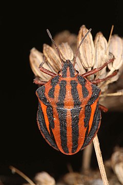 Description de l'image Graphosoma interruptum original.jpg.