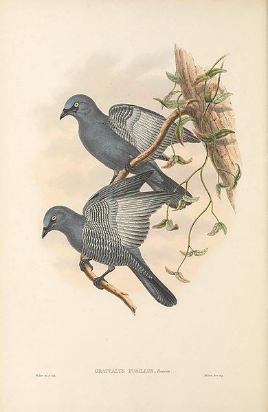 File:Graucalus pusillus - The Birds of New Guinea.jpg