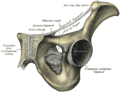 Левая тазовая кость и лобковый симфиз (в разрезе)