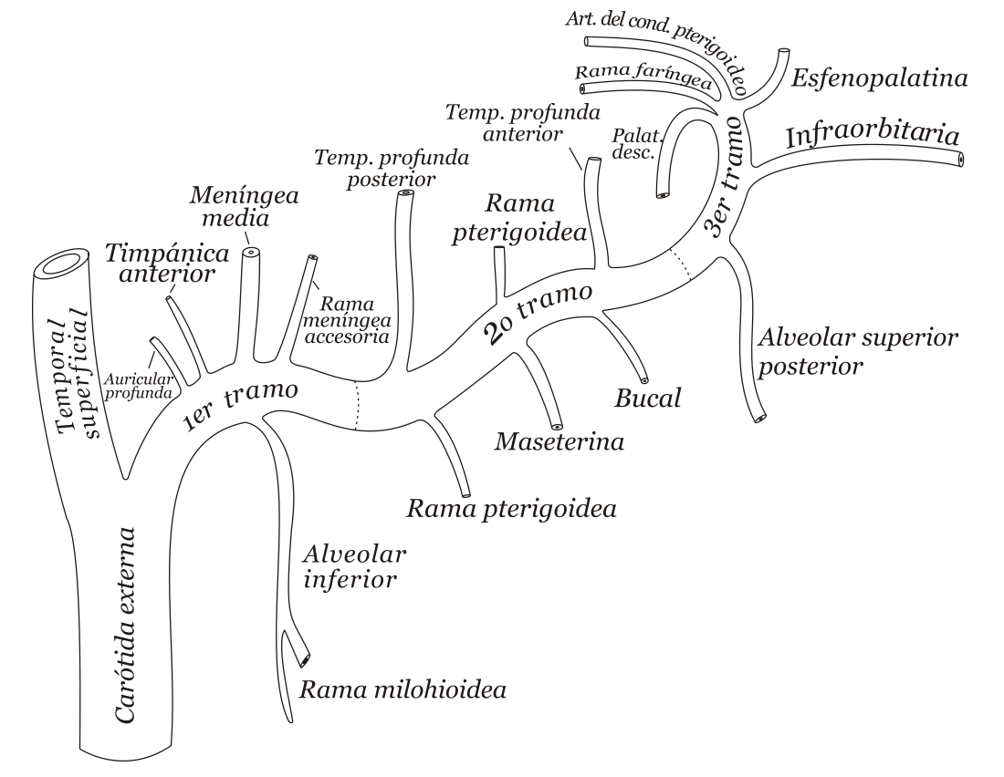 Arteria timpánica anterior