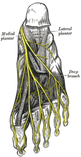 Medial plantar nerve