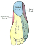 Nervus plantaris lateralis (ramus superficialis) innervation är illustrerad i grön färg.