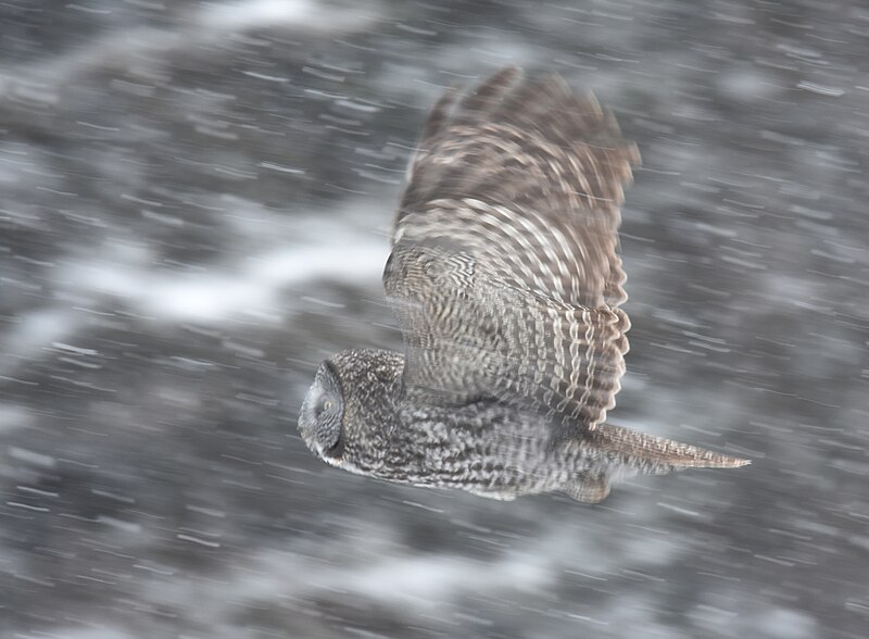 File:Great Gray Owl - 24881801377.jpg