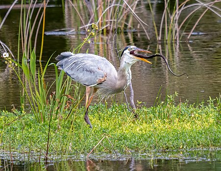 Fail:Great blue heron eating a snake (94629).jpg