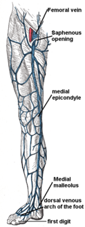 Great saphenous vein.png