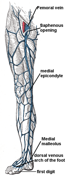 File:Great saphenous vein.png