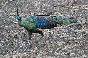 Green Peafowl