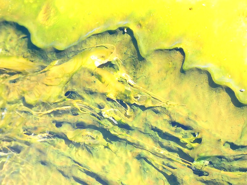 File:Greenish bacteria and concretions.jpg