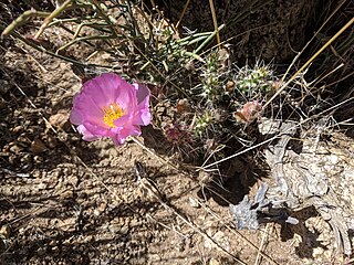 <i>Grusonia pulchella</i> Species of cactus