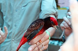 Lijst Van Vogels In Suriname: Wikimedia-lijst