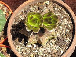 <i>Gymnocalycium mihanovichii</i> Species of cactus